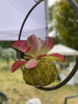 Ortidea, Orto Botanico di Roma