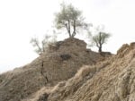silvia camporesi uliveto franato modigliana Romagna sfigurata. L’artista Silvia Camporesi ci racconta l’alluvione dopo un anno