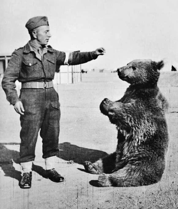 soldato polacco e wojtek durante la seconda guerra mondiale Meglio trovarsi sola con un uomo o con un orso? Le donne scelgono l'orso. Ecco i più amati della cultura pop