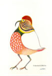 ColombottoBotto, 2015, Pastello su carta