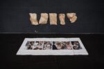 Manora Auersperg in collaboration with Natascha Unkart, Unsettled Matter, 2023, photographic print on paper, linen mat, paper, dimensions variable Installation view, Conference Critical Fashion, MACRO - Museum of Contemporary Art, Rome, 2024 Photo by: Natascha Unkart