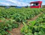 il campo di fragole che si incontra girando per basel social club 2024 A Basilea puoi visitare una fiera in campagna mentre raccogli le fragole in un campo