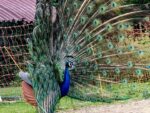 il pavone del mathis hof a basel social club 2024 A Basilea puoi visitare una fiera in campagna mentre raccogli le fragole in un campo