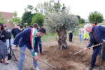 Messa a dimora dell’ulivo portato in dono dal Parco degli Ulivi delle Ville Pontificie di Castel Gandolfo. © 2024 Associazione Arte Continua