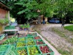 piccole aziende agricole a basel social club 2024 A Basilea puoi visitare una fiera in campagna mentre raccogli le fragole in un campo