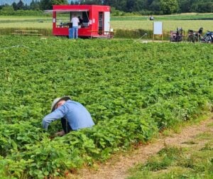 A Basilea puoi visitare una fiera in campagna mentre raccogli le fragole in un campo