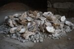 Sacrario dalle pareti azzurre, Insula 10, IX Regio, Parco archeologico di Pompei. Gusci di ostriche