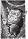 008 il tarsio curioso disegno a inchiostro di china su carta 2022 876x1200 1 Il nuovo corso di Casa Bucci a Pesaro: da ex fabbrica di ceramica a spazio eventi