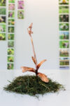 Silvia Cini Avant que nature meure _ exhibition view_ph credit Cristina Crippa