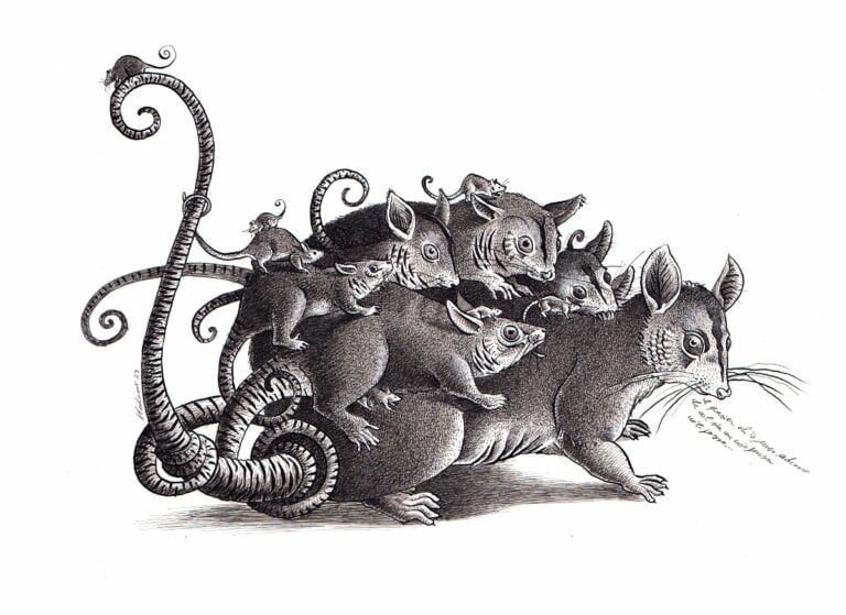 088 lopossum delle idee implicite disegno a inchiostro di china matita bianca e gesso liquido bianco su carta 2023 1200x873 1 Il nuovo corso di Casa Bucci a Pesaro: da ex fabbrica di ceramica a spazio eventi