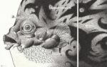 420 il pesce tatoo disegno a inchiostro di china acrilico bianco matite e carte su carta 2010 2020 1200x760 1 Il nuovo corso di Casa Bucci a Pesaro: da ex fabbrica di ceramica a spazio eventi