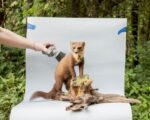 Marina Caneve, Lutra Institute for Conservation of Natural Heritage, Križevci, Slovenia, 2023, da A terra tra gli animali. Progetto realizzato grazie al sostegno di Italian Council (2023)