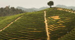 Premio Carlo Scarpa, Colline del Thè, Cina