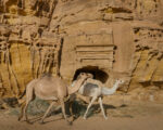 Matthieu Paley - Camel herders inside Hegra, AlUla