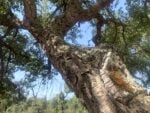 Alberi. Photo Claudia Zanfi