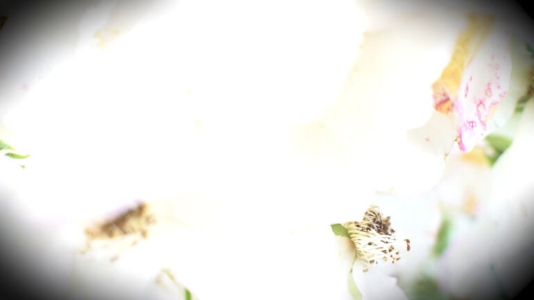 Maura Bazzi, Fotogramma fiori