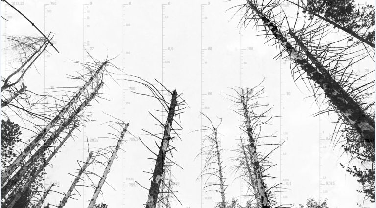 Ida Harm – Tipografia Vegetale: sottoboschi di scritture silenti
