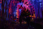 trame di luce installazione luminosa al bambuseto A Natale l'Orto Botanico di Roma si accende con le installazioni luminose