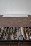 Giorgio Andreotta Calo Scultura lingua morta. Installation view Ca' Pesaro, Venezia, 2024. Photo Irene Fanizza