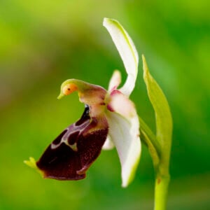 Avant que nature meure