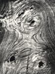 Motivo suggerito dal taglio dell albero, 1966. Courtesy Archivi Mario Giacomelli © Eredi Giacomelli