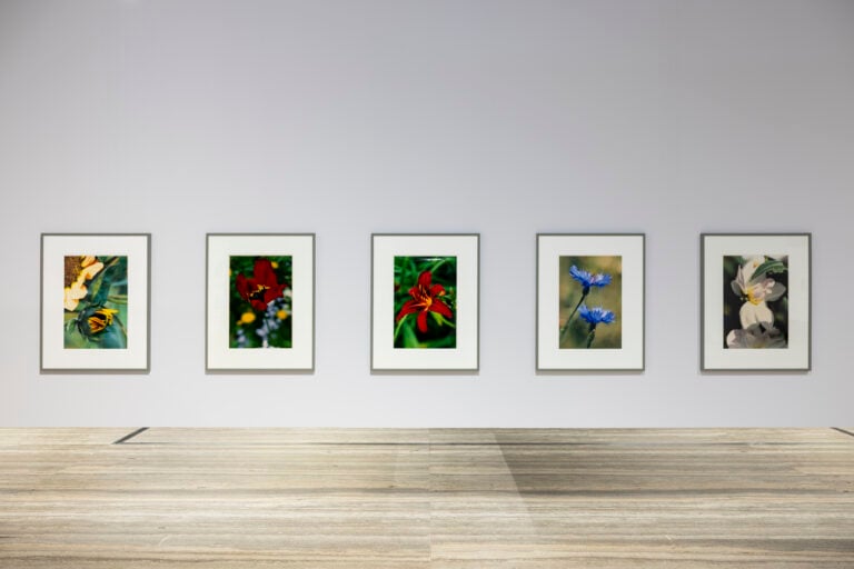 Immagine della mostra “Typologien: Photography in 20th-century Germany”, Curata da Susanne Pfeffer Foto: Roberto Marossi, Courtesy Fondazione Prada Thomas Struth Small Closed Sunflower - No° 18, Winterthur 1992 [Piccolo girasole chiuso - n. 18, Winterthur 1992] Stampa cromogenica / C-print Viehof Collection Thomas Struth Single Dark Red Tulip, No° 31, Düsseldorf 1993 [Tulipano rosso scuro - n. 31, Düsseldorf 1993] Stampa cromogenica / C-print Courtesy of the artist Thomas Struth Single Orange-Violet Tulip - No° 30, Winterthur 1992 [Tulipano arancio-viola - n. 30, Winterthur 1992] Stampa cromogenica / C-print Courtesy of the artist Thomas Struth Single Red Lily - No° 51, Düsseldorf 1993 [Giglio rosso - n. 51, Düsseldorf 1993] Stampa cromogenica / C-print Viehof Collection Thomas Struth Two Cornflowers - No° 63, Düsseldorf 1993 [Due fiordalisi - n. 63, Düsseldorf 1993] Stampa cromogenica / C-print Viehof Collection
