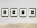 Immagine della mostra “Typologien: Photography in 20th-century Germany”, Curata da Susanne Pfeffer Foto: Roberto Marossi, Courtesy Fondazione Prada, Hilla Becher Weißtannenzweig, 1965 [Ramo di abete bianco / Silver fir branch] Pappelblatt, 1965 [Foglia di pioppo / Poplar leaf] Ginkgoblatt, 1965 [Foglia di ginkgo / Ginkgo leaf] Kiefernzweig, 1965 [Ramo di pino / Pine needle tuft] Stampe alla gelatina d’argento / Gelatin silver prints Estate Bernd & Hilla Becher, represented by Max Becher, courtesy of Die Photographische Sammlung/ SK Stiftung Kultur – Bernd & Hilla Becher Archive, Cologne, 2025