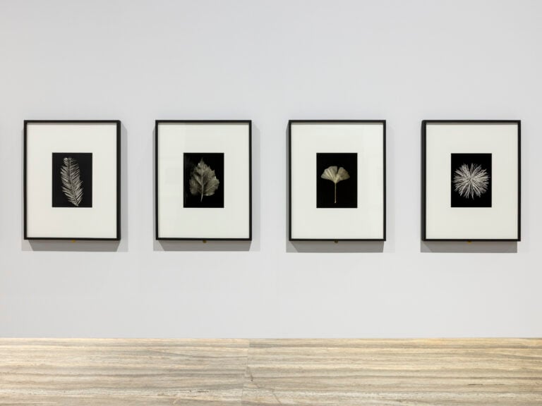 Immagine della mostra “Typologien: Photography in 20th-century Germany”, Curata da Susanne Pfeffer Foto: Roberto Marossi, Courtesy Fondazione Prada, Hilla Becher Weißtannenzweig, 1965 [Ramo di abete bianco / Silver fir branch] Pappelblatt, 1965 [Foglia di pioppo / Poplar leaf] Ginkgoblatt, 1965 [Foglia di ginkgo / Ginkgo leaf] Kiefernzweig, 1965 [Ramo di pino / Pine needle tuft] Stampe alla gelatina d’argento / Gelatin silver prints Estate Bernd & Hilla Becher, represented by Max Becher, courtesy of Die Photographische Sammlung/ SK Stiftung Kultur – Bernd & Hilla Becher Archive, Cologne, 2025
