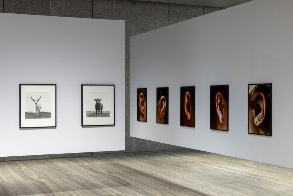 Installation view &ldquo;Typologien: Photography in 20th-century Germany&rdquo;, Curata da Susanne Pfeffer Foto: Roberto Marossi, Courtesy Fondazione Prada, Ursula B&ouml;hmer, All Ladies &ndash; Cows in Europe, 1998 &ndash; 2011 [Tutte signore &ndash; Vacche europee], Highland Grampians/Scotland, 2011 Stampe alla gelatina d&rsquo;argento su carta baritata PA (edizione di 7 + 2 stampe d&rsquo;artista), Courtesy of Ursula B&ouml;hmer Isa Genzken Ohr, 1980 [Orecchio / Ear] Ohr, 1980 [Orecchio / Ear] Ohr, 1980 [Orecchio / Ear] Ohr, 1980 [Orecchio / Ear] Ohr, 1980 [Orecchio / Ear] 7 stampe cromogeniche a colori in cornice d&rsquo;artista, Courtesy of the artist and Galerie Buchholz, by SIAE 2025