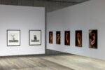 Installation view “Typologien: Photography in 20th-century Germany”, Curata da Susanne Pfeffer Foto: Roberto Marossi, Courtesy Fondazione Prada, Ursula Böhmer, All Ladies – Cows in Europe, 1998 – 2011 [Tutte signore – Vacche europee], Highland Grampians/Scotland, 2011 Stampe alla gelatina d’argento su carta baritata PA (edizione di 7 + 2 stampe d’artista), Courtesy of Ursula Böhmer Isa Genzken Ohr, 1980 [Orecchio / Ear] Ohr, 1980 [Orecchio / Ear] Ohr, 1980 [Orecchio / Ear] Ohr, 1980 [Orecchio / Ear] Ohr, 1980 [Orecchio / Ear] 7 stampe cromogeniche a colori in cornice d’artista, Courtesy of the artist and Galerie Buchholz, by SIAE 2025