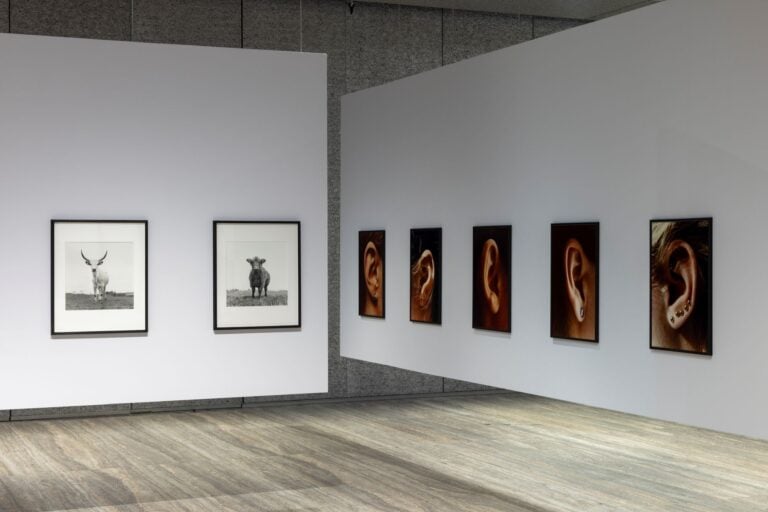 Installation view “Typologien: Photography in 20th-century Germany”, Curata da Susanne Pfeffer Foto: Roberto Marossi, Courtesy Fondazione Prada, Ursula Böhmer, All Ladies – Cows in Europe, 1998 – 2011 [Tutte signore – Vacche europee], Highland Grampians/Scotland, 2011 Stampe alla gelatina d’argento su carta baritata PA (edizione di 7 + 2 stampe d’artista), Courtesy of Ursula Böhmer Isa Genzken Ohr, 1980 [Orecchio / Ear] Ohr, 1980 [Orecchio / Ear] Ohr, 1980 [Orecchio / Ear] Ohr, 1980 [Orecchio / Ear] Ohr, 1980 [Orecchio / Ear] 7 stampe cromogeniche a colori in cornice d’artista, Courtesy of the artist and Galerie Buchholz, by SIAE 2025