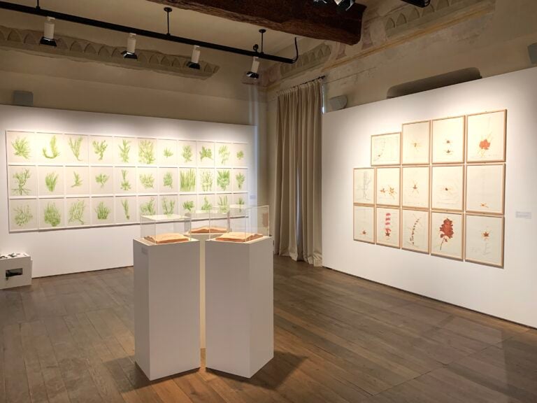La magia degli erbari conquista l’arte contemporanea. Una mostra al Castello di Miradolo