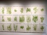 Mostra Erbari, Castello di Miradolo, ph Claudia Zanfi, Giuseppe Penone