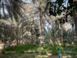 Public Art Abu Dhabi Biennial, photo Claudia Giraud