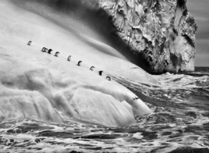 Sebastião Salgado - Ghiacciai