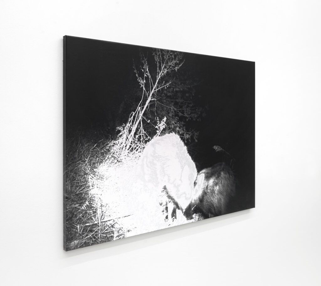 Luca Campestri – Guests