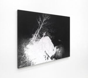 Luca Campestri - Guests