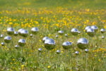7 stefano caimi fairyring 2023 ph credit dellartista Nasce una rete culturale in Langhe, Roero e Monferrato. I percorsi d'arte contemporanea si uniscono con Orma