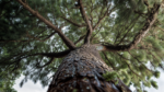 Pinus Pinea AV Talk
