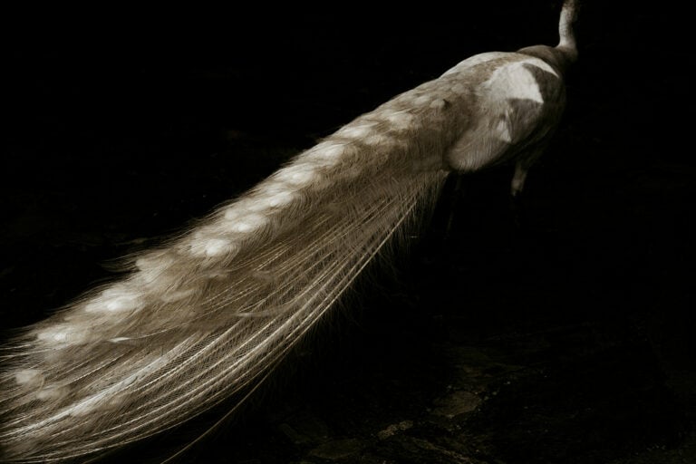 ©Ilaria Sagaria, Piena di grazia, Pavone bianco, 2022_Courtesy Alessia Paladini Gallery Milano