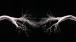 Pinus Pinea AV Talk