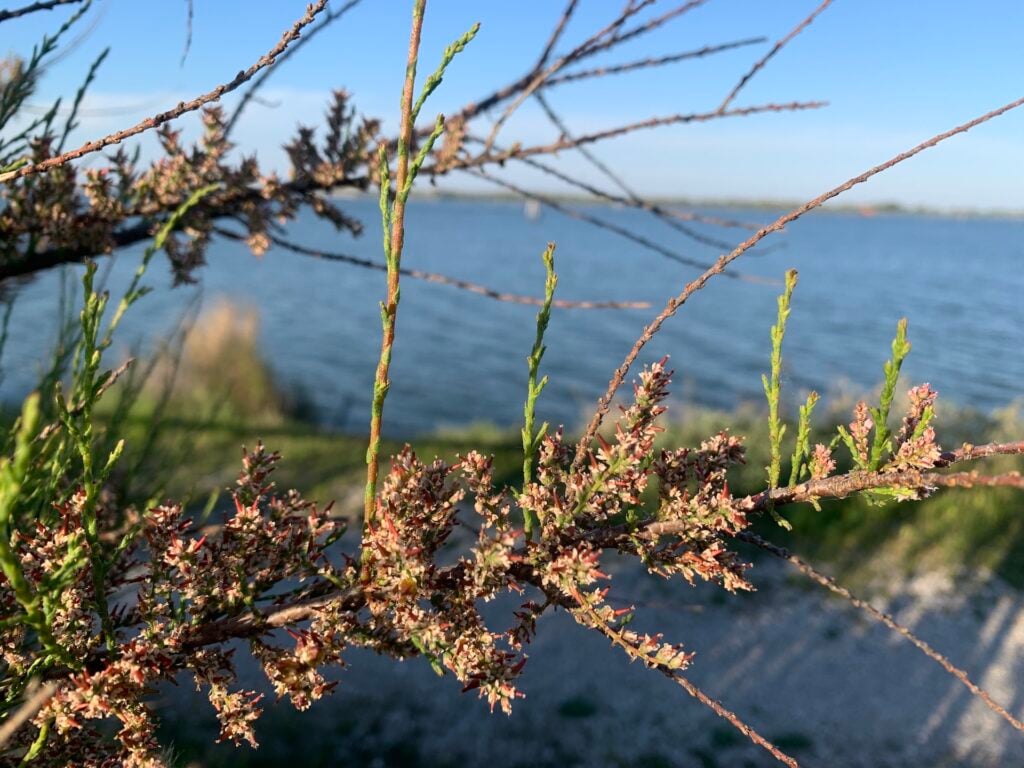 Albarella. Un’oasi naturale nel Delta del Po tra arte, barene e biodiversità