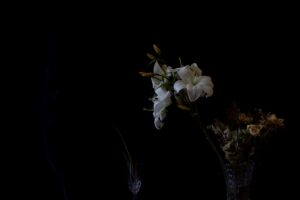 Giulia Di Clemente - Requiem sequentia