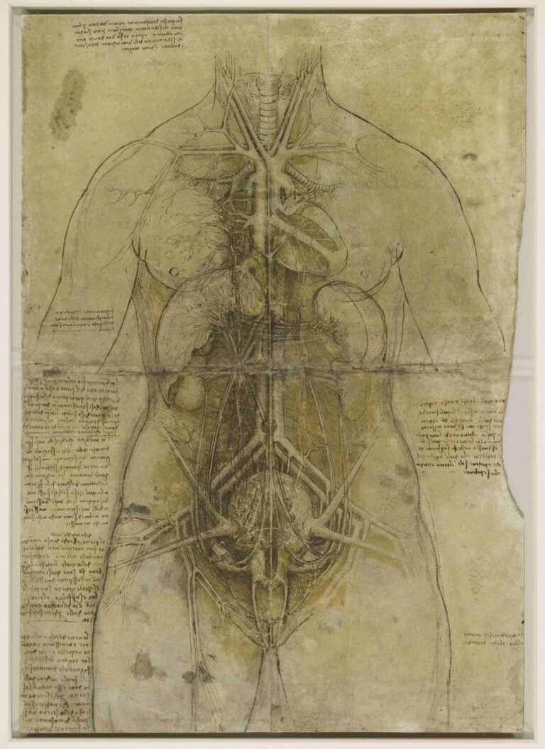Leonardo da Vinci, Sistema cardiovascolare e organi del torso femminile (The Great Lady), 1509-10, Windsor, Royal Collection