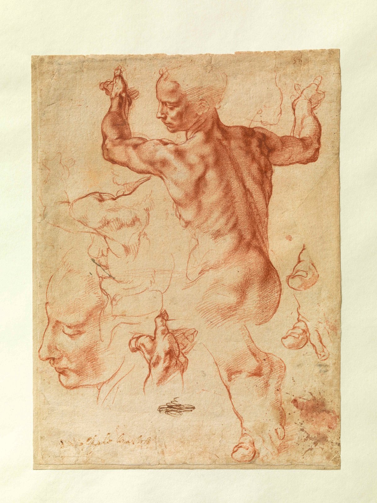 Michelangelo Buonarroti, Studi per la Sibilla libica, 1510-11 ca., New York, The Metropolitan Museum of Art