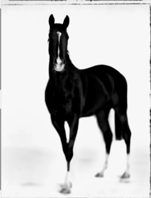 Marco Delogu - Art & Horses