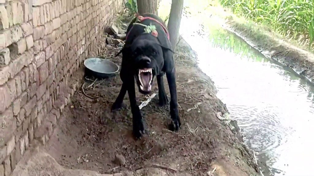 Federico (Trasparente) Montaresi – Canino