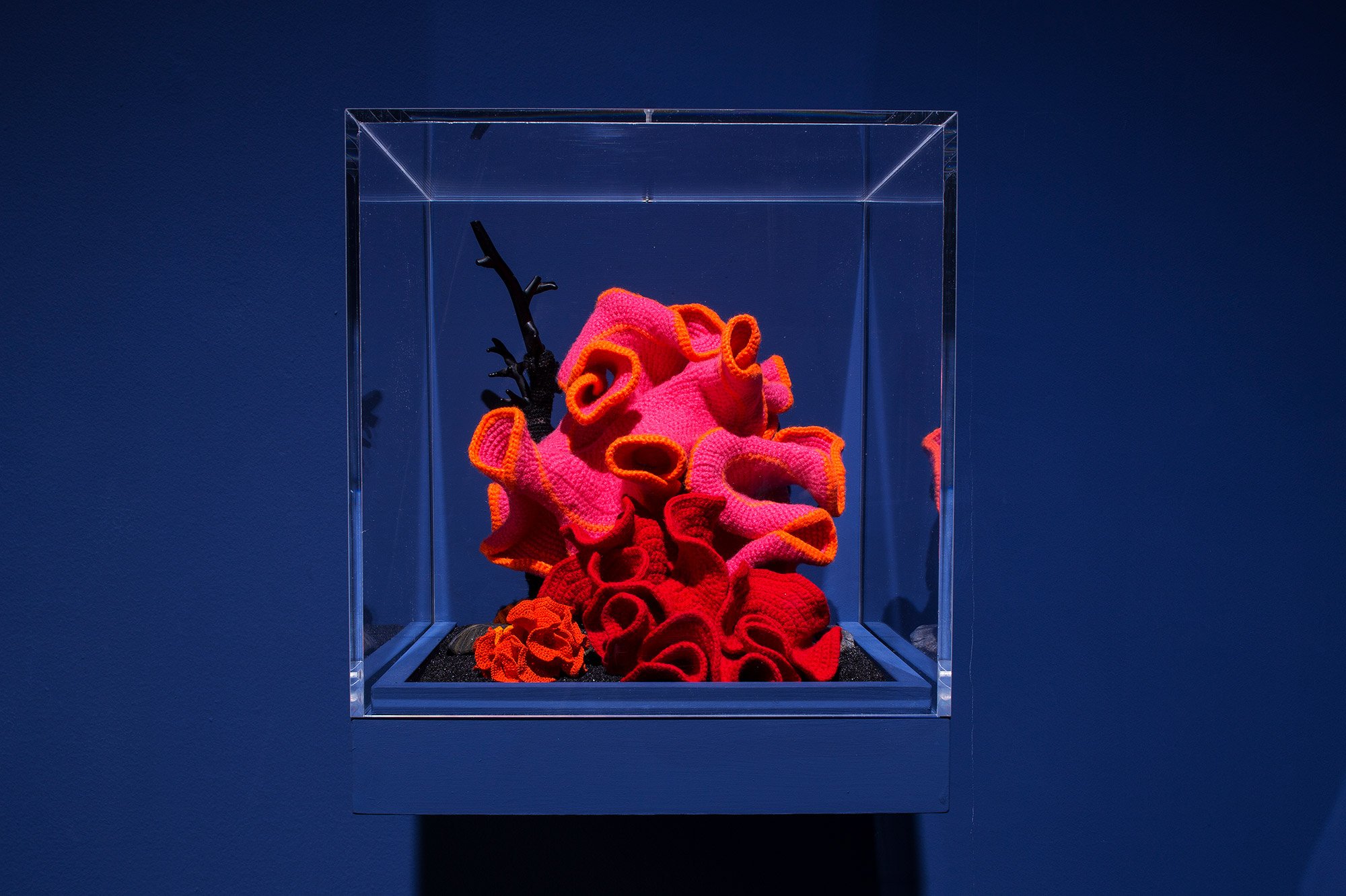 https://www.artribune.com/wp-content/uploads/2025/06/christine-e-margaret-werthelm-crochet-coral-reef-installation-view-alla-biennale-di-venezia-2019-photo-italo-rondinella.jpg