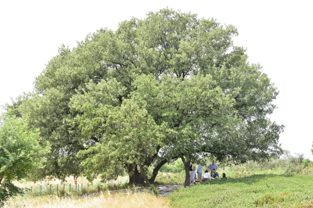 Tree in Homer’s Garden, hosting the sound installation The Story of the Little Sparrow, 2025 Story written and narrated by Vuslat Sound design by Alican Okan Photo Credit: Osman Çapalov