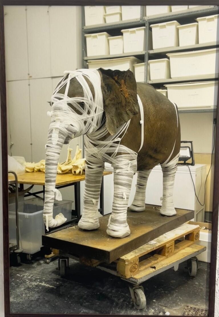 Elisa Cappellari, Elefante imbalsamato nel Museo di Storia Naturale, Austria, 2021